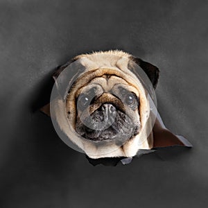 Funny portrait of a purebred pug on a black background