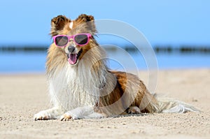 Funny portrait of sable and white shetland sheepdog with stylish pink sunglasses