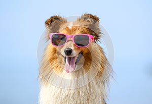 Funny portrait of sable and white shetland sheepdog with stylish pink sunglasses