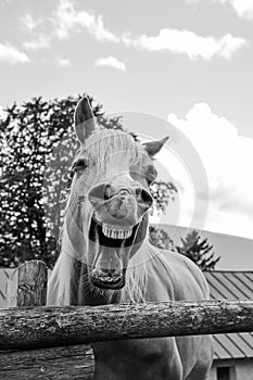 Funny portrait of a smiling horse against the background of the summer sky in a farm ranch - Pet therapy and horse therapy concept