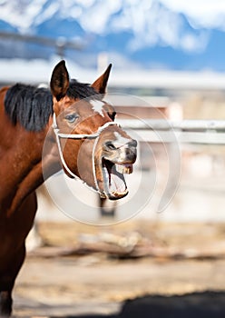 Funny portrait of smiling horse with unreal white teeth, with copy space.