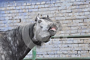 Funny portrait of snorting horse photo