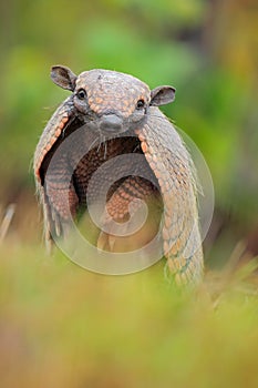 Funny portrait of Southern Naked-tailed Armadillo, Cabassous unicinctus, Pantanal, Brazil