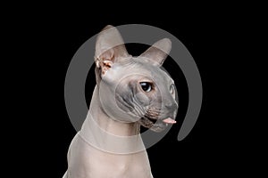 Funny Sphynx Cat on isolated black background