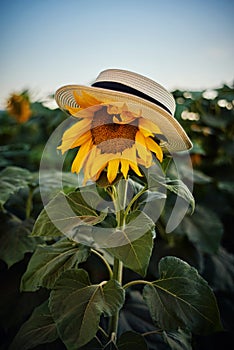 Funny portrait of sunflower in a hat