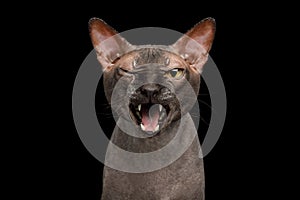 Funny Sphynx Cat on isolated black background