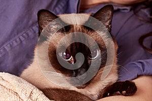 A funny portrait of a Thai domestic cat with a large blue eyes.