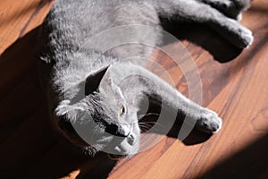 Funny Portrait of Thinking Gray British Kitten with paw