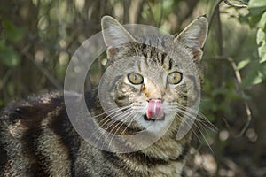 Funny portrait of a tiger cat. The cat licks his nose with his tongue