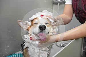 Funny portrait of a welsh corgi pembroke dog showering with shampoo.  Dog taking a bubble bath in grooming salon