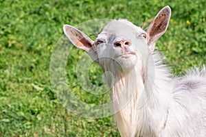 Funny portrait of white goat in green meadow background