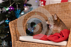 Funny portrait of a yawning cat against the background of Christmas decorations. Copy space