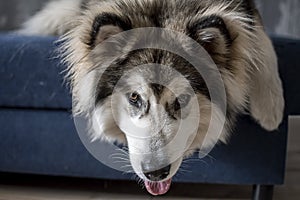 Funny pose of an Alaskan Malamute boy