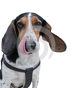 Funny pose of a dog looking hungry and cute isolated on white.
