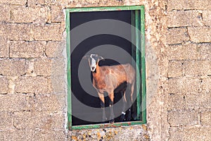 Funny pose of a goat at a window outside a farm house.