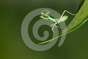 Funny pose of a green praying mantis. Macro photo.