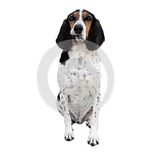 Funny pose of a hunt dog isolated on white background.