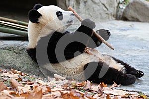 Close up Giant Panda, Shenshuping, Wolong Panda Base photo