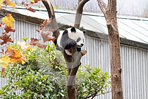 Close up Giant Panda, Shenshuping, Wolong Panda Base photo