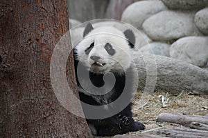Funny Pose of Playful Panda,Chengdu , China