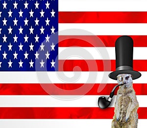 A funny posh meerkat wearing a top hat smoking the pipe and wearing a monocle glass, isolated on the american flag background, old