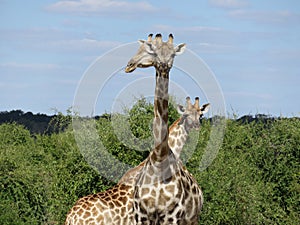 Funny Posing Giraffes in the Okovango, Botswana photo