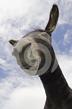 Funny Pouting or Donkey