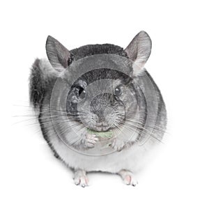 Funny pretty grey chinchilla