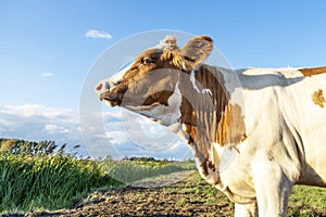 Funny profil portrait of a cow, the  head of a red cow with her head uplifted, looking with one eye, with white blaze