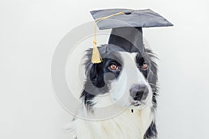 Funny proud graduation puppy dog border collie with comical grad hat isolated on white background. Little dog in
