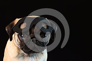 A funny pug dog celebrates Halloween, Carnival or New Year in a hero mask costume. Isolated on a black background. Copy