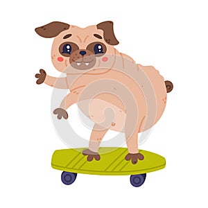 Funny Pug Dog Character with Wrinkly Face Riding Skateboard Vector Illustration