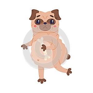 Funny Pug Dog Character with Wrinkly Face Running with Bone Vector Illustration