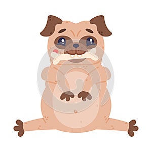 Funny Pug Dog Character with Wrinkly Face Sitting with Bone in Mouth Vector Illustration