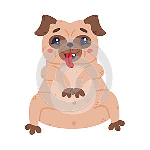 Funny Pug Dog Character with Wrinkly Face Sitting Showing Tongue Vector Illustration