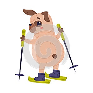 Funny Pug Dog Character with Wrinkly Face Skiing Vector Illustration