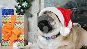 Funny pug dog in christmas costume wears Santa hat looking at camera