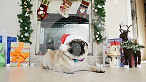 Funny pug dog in christmas costume wears Santa hat looking at camera