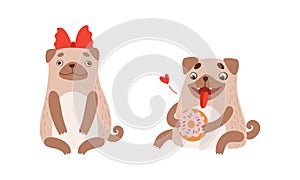 Funny Pug Dog with Curled Tail and Light Brown Coat with Donut and Bow Vector Set