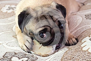 Funny pug dog gnaws and eating bone at home, doggy delicious treat