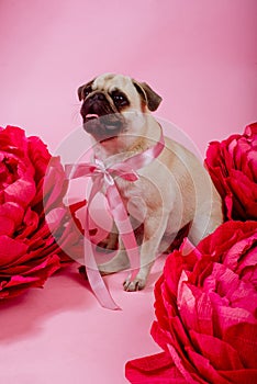 Funny Pug dog with pink banter