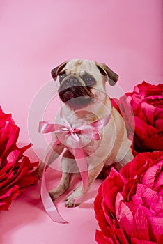 Funny Pug dog with pink banter