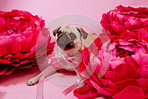 Funny Pug dog with pink banter