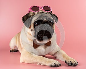 Funny Pug dog with pink glasses on pink background