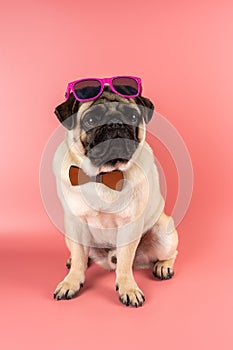 Funny Pug dog with pink glasses on pink background