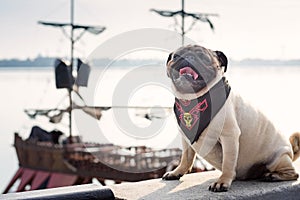 A funny pug dog in a pirate scarf sits on the background of a pirate ship.