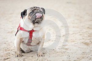 Funny pug dog in a red collar licks its face soiled in the sand