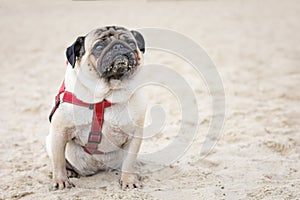 Funny pug dog in a red collar is sitting on the beach.