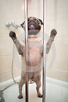 A funny pug dog is standing in the shower