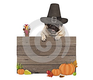 Funny pug dog wearing pilgrim hat for Thanksgiving day, with blank wooden sign and turkey